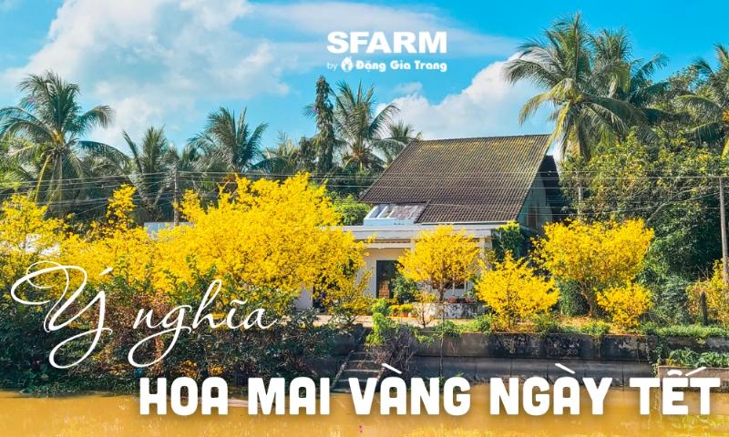 Hoa mai vàng rực rỡ – biểu tượng không thể thiếu trong ngày Tết cổ truyền Việt Nam, tìm hiểu hoa mai tiếng Anh là gì